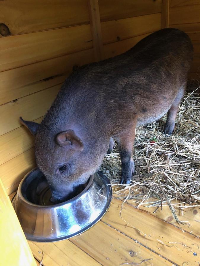 Hotel La Grange - Animal Chic Hotel Courmayeur Bagian luar foto