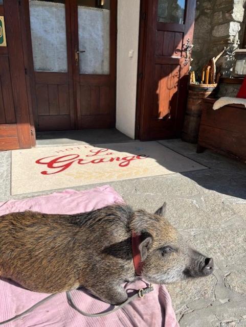 Hotel La Grange - Animal Chic Hotel Courmayeur Bagian luar foto