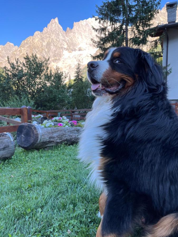 Hotel La Grange - Animal Chic Hotel Courmayeur Bagian luar foto