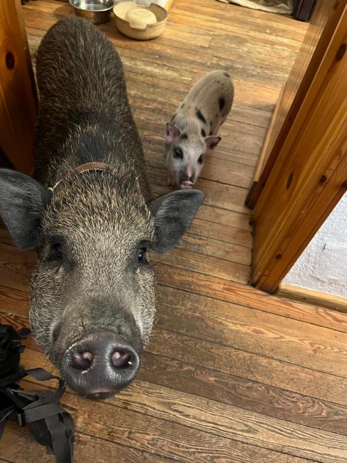 Hotel La Grange - Animal Chic Hotel Courmayeur Bagian luar foto