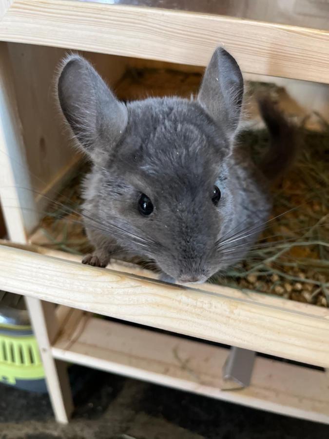 Hotel La Grange - Animal Chic Hotel Courmayeur Bagian luar foto
