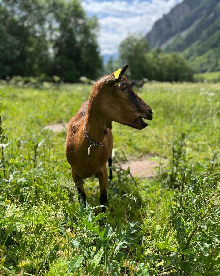 Hotel La Grange - Animal Chic Hotel Courmayeur Bagian luar foto